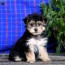 morkie puppies for sale yorktese