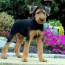 sparkle airedale terrier puppy for