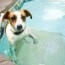 a crafty mix diy dog pool ramp don