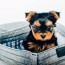 the truth about teacup dogs petmd