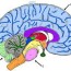brain anatomy coloring