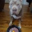 best dog foods for american bully 2022