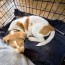 crate training a puppy the smart way