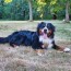 bernese mountain dog rescue and