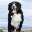 bernese mountain dog what you need to know