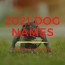 the best 2021 dog names unique dog