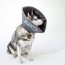4 dog cone alternatives that actually