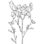 iris flower coloring page