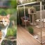25 best diy cat enclosure plans ideas