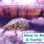 how to set up the perfect turtle tank