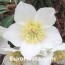 helleborus niger christmas rose