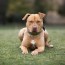 5 types of pit bull dog breeds