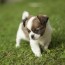 1 chihuahua puppies for sale by