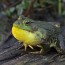 bullfrog animal facts for kids