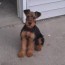 akc airedale terrier puppies for sale