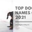 top dog names of 2021 browse dozens