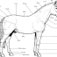 american quarter horse coloring page