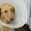 5 alternatives to the cone of shame