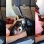 travel luck puppies on a plane lili