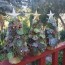 succulent christmas tree with full