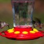 how to make a diy hummingbird feeder
