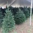 christmas trees what you should know