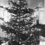 how the christmas tree got its lights