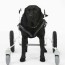 full support dog wheelchair rental by