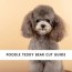 poodle teddy bear cut information