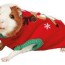 guinea pig costumes that are too cute