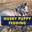 husky puppy feeding guide husky