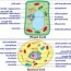 plant and animal cell worksheets