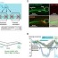 one color optogenetic analysis of the