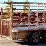 galyean livestock trailer gobob pipe