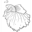 betta fish coloring pages free fish