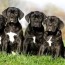 cane corso puppy weight chart
