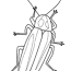 firefly image coloring page color