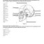 axial skeleton labeling 1 doc name