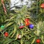 share your cannabis christmas tree pics
