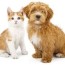 lovely dogs and cats in the uae