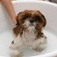 baby shampoo for dogs yes or no