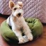 31 creative diy dog beds you can make