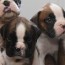 northviewboxers com home raised pups