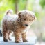 dog breeds that look like puppies at