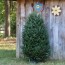 6 ft to 6 5 ft freshly cut fraser fir