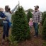 many turn to real christmas trees as