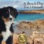 hannah the bernese mountain dog a