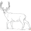 red deer coloring pages download and