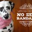 easy no sew diy dog bandana dalmatian diy