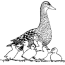 coloring page duck coloring pages 6